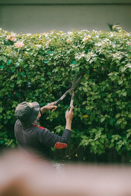 A gardener wearing a beige cap, a high-visibility yellow and brown jacket, and maroon work trousers is trimming a dense, flowering hedge with a long-handled electric hedge trimmer. The hedge features 