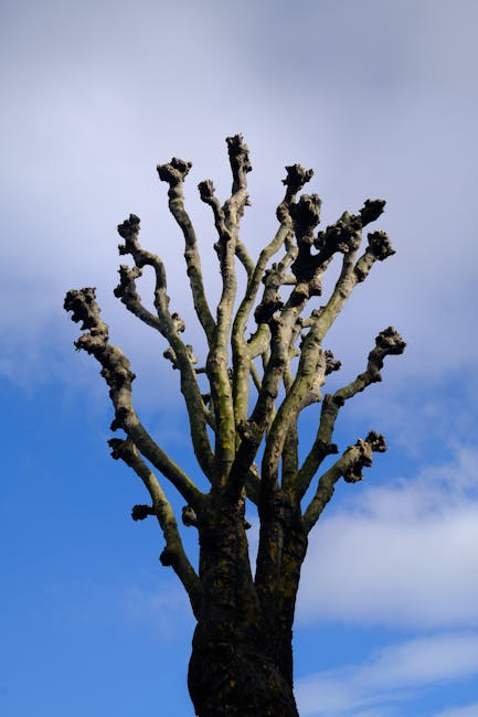 A tall, leafless tree with numerous thick, uneven branches extending upwards, showing signs of recent pruning or lopping. The textured bark is dark and rough, contrasting with the vibrant blue sky wit