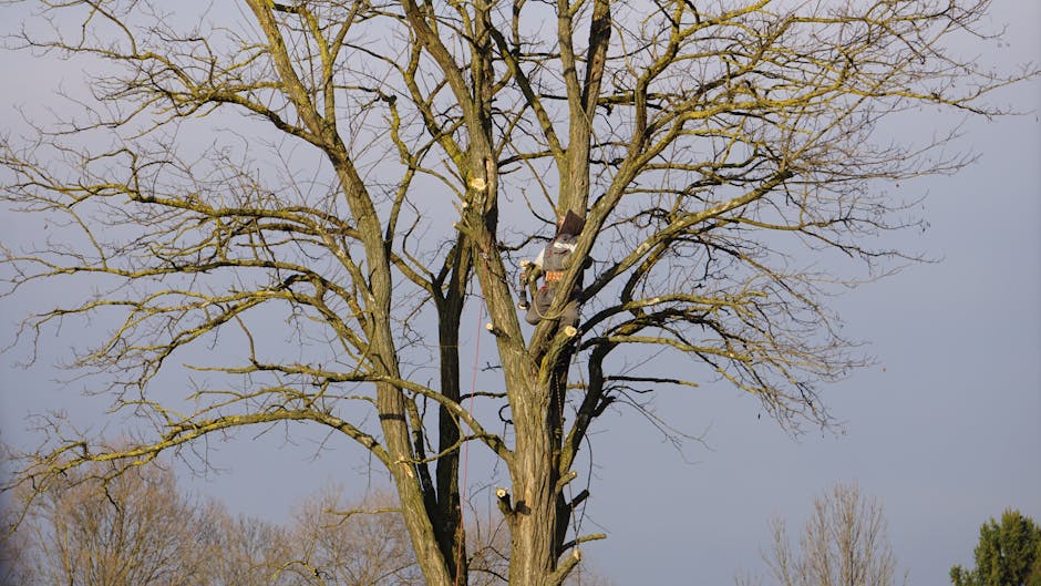 A tall, leafless tree with numerous thick, uneven branches extending upwards, showing signs of recent pruning or lopping. The textured bark is dark and rough, contrasting with the vibrant blue sky wit